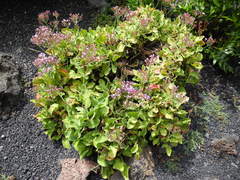 Limonium puberulum