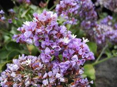 Limonium puberulum