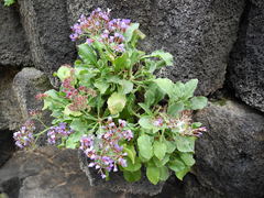 Limonium puberulum