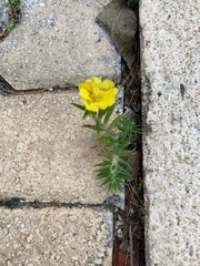 Portulaca grandiflora