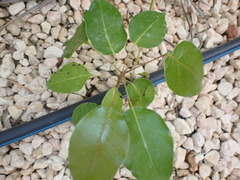 Metopium