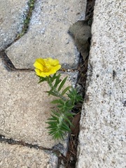 Portulaca grandiflora