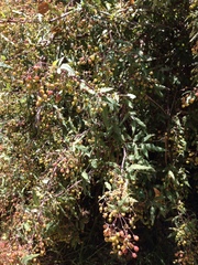 Berberis nevinii