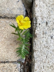 Portulaca grandiflora