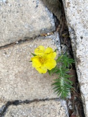 Portulaca grandiflora