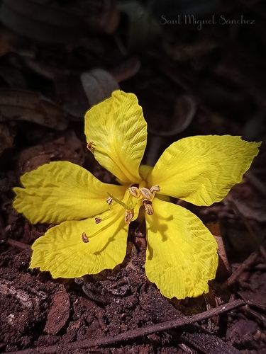 Schizolobium parahyba