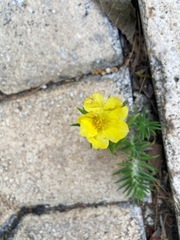 Portulaca grandiflora