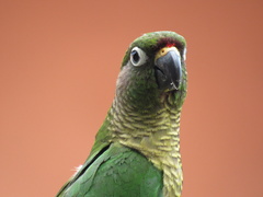 Pyrrhura frontalis