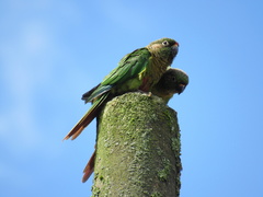 Pyrrhura frontalis