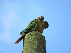 Pyrrhura frontalis