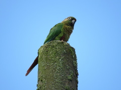 Pyrrhura frontalis