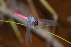 Orthetrum migratum