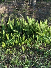 Nephrolepis cordifolia