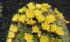 Mammillaria longimamma