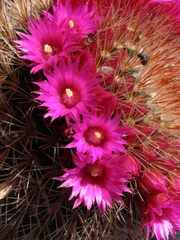 Mammillaria spinosissima
