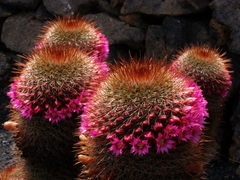 Mammillaria spinosissima