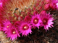Mammillaria spinosissima