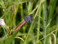 Orthetrum migratum