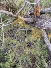 Arceuthobium divaricatum