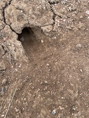 Otospermophilus variegatus