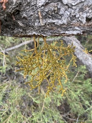 Arceuthobium divaricatum