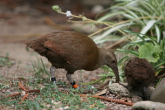 Gallirallus sylvestris