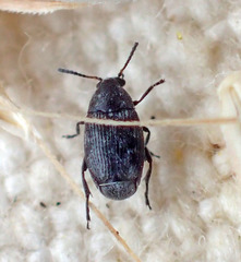 Acanthoscelides