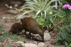 Gallirallus sylvestris