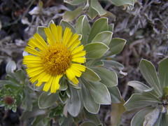 Asteriscus intermedius image