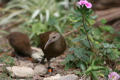Gallirallus sylvestris