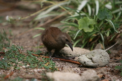 Gallirallus sylvestris