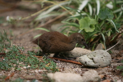 Gallirallus sylvestris