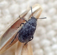 Acanthoscelides
