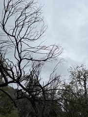 Myzomela obscura