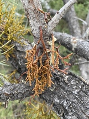 Arceuthobium divaricatum