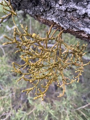 Arceuthobium divaricatum