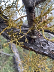 Arceuthobium divaricatum