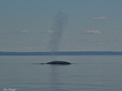 Balaenoptera musculus