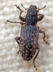 Sitona californius