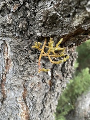 Arceuthobium divaricatum