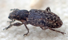 Sitona californius