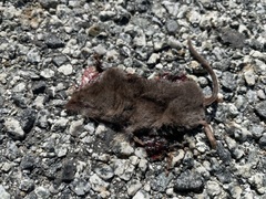 Sorex ornatus
