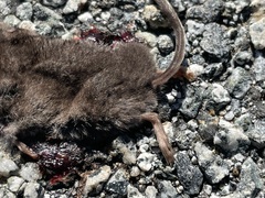 Sorex ornatus