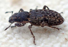 Sitona californius
