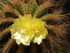Parodia magnifica