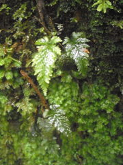 Abrodictyum elongatum