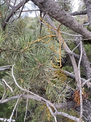 Arceuthobium divaricatum