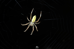 Eustala illicita