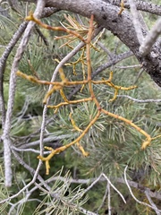 Arceuthobium divaricatum