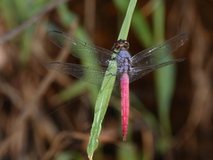 Orthetrum migratum